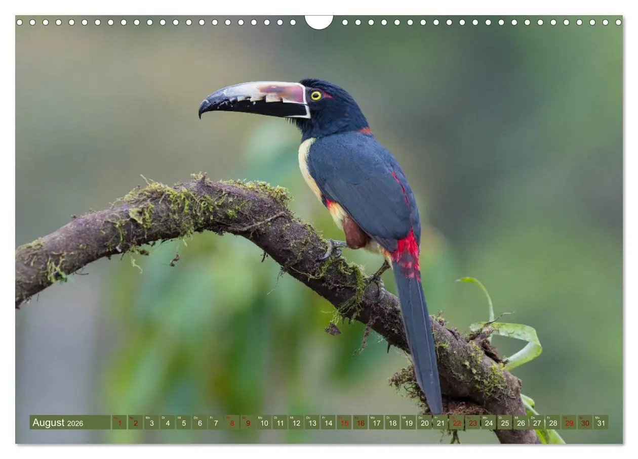 Bild: 9783457848562 | Farbenfrohes Costa Rica (Wandkalender 2026 DIN A3 quer), CALVENDO...