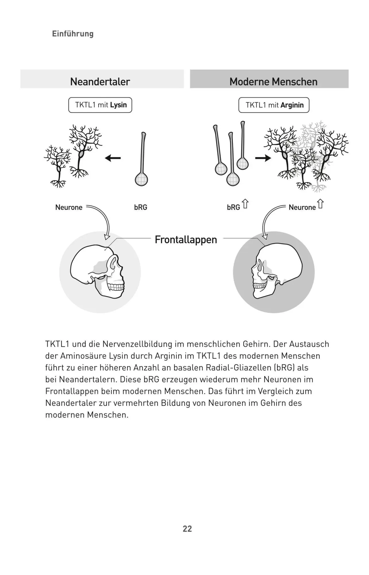 Bild: 9783833898662 | Die Zucker-Revolution | rer. nat. Johannes Coy (u. a.) | Buch | 544 S.