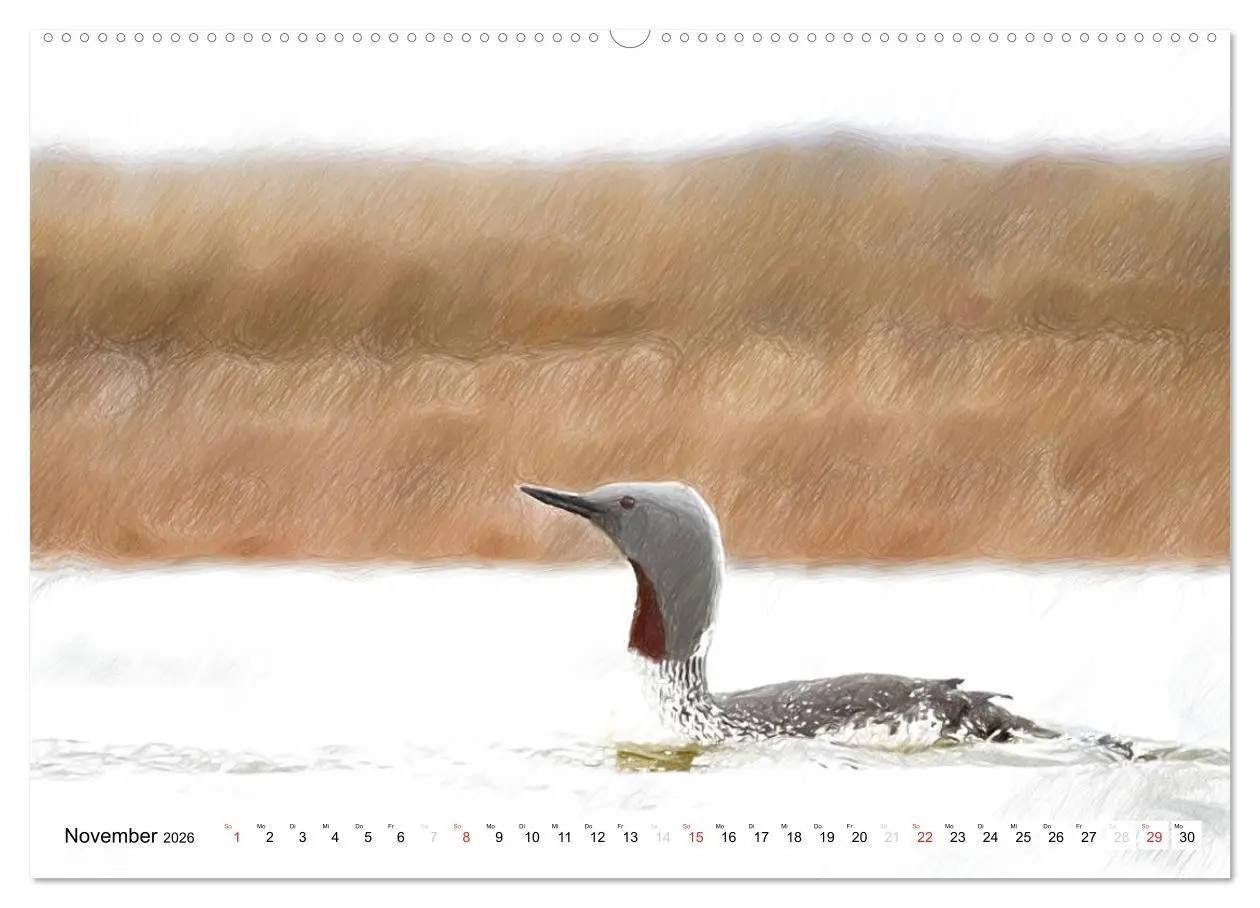 Bild: 9783457998762 | Schottlands Vogelwelt - Ein Porträt in Zeichnungen (Wandkalender...