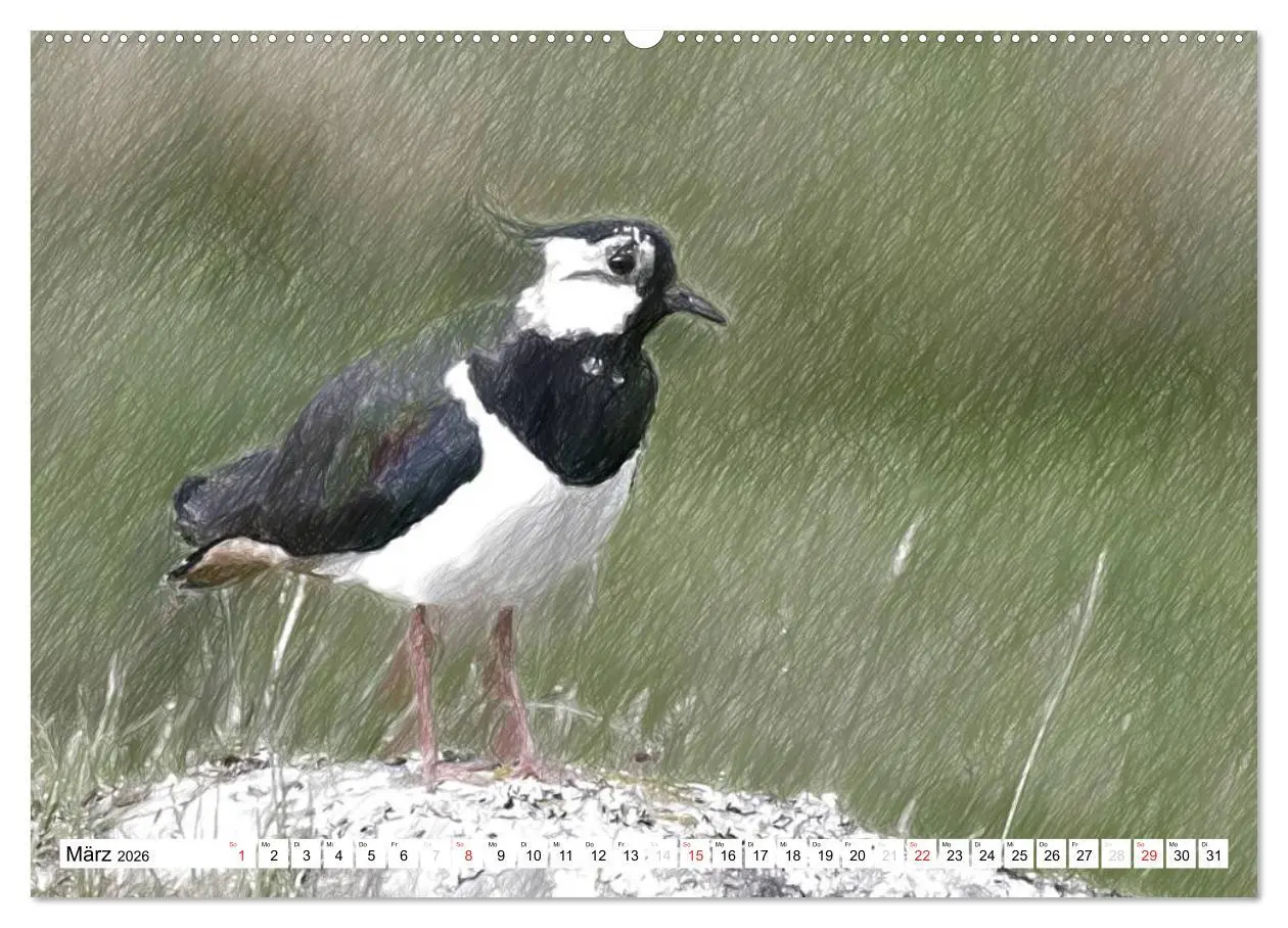 Bild: 9783457998762 | Schottlands Vogelwelt - Ein Porträt in Zeichnungen (Wandkalender...