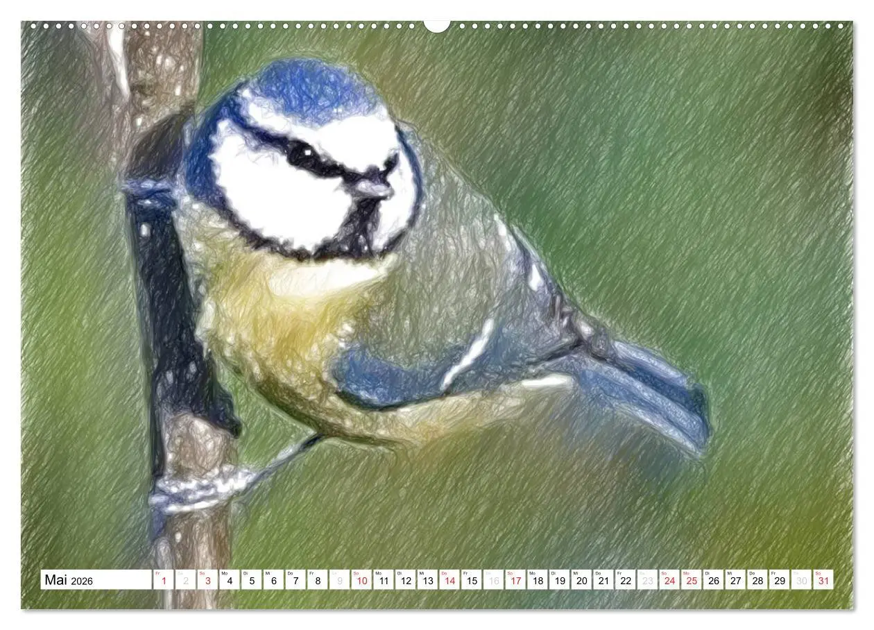Bild: 9783457998762 | Schottlands Vogelwelt - Ein Porträt in Zeichnungen (Wandkalender...