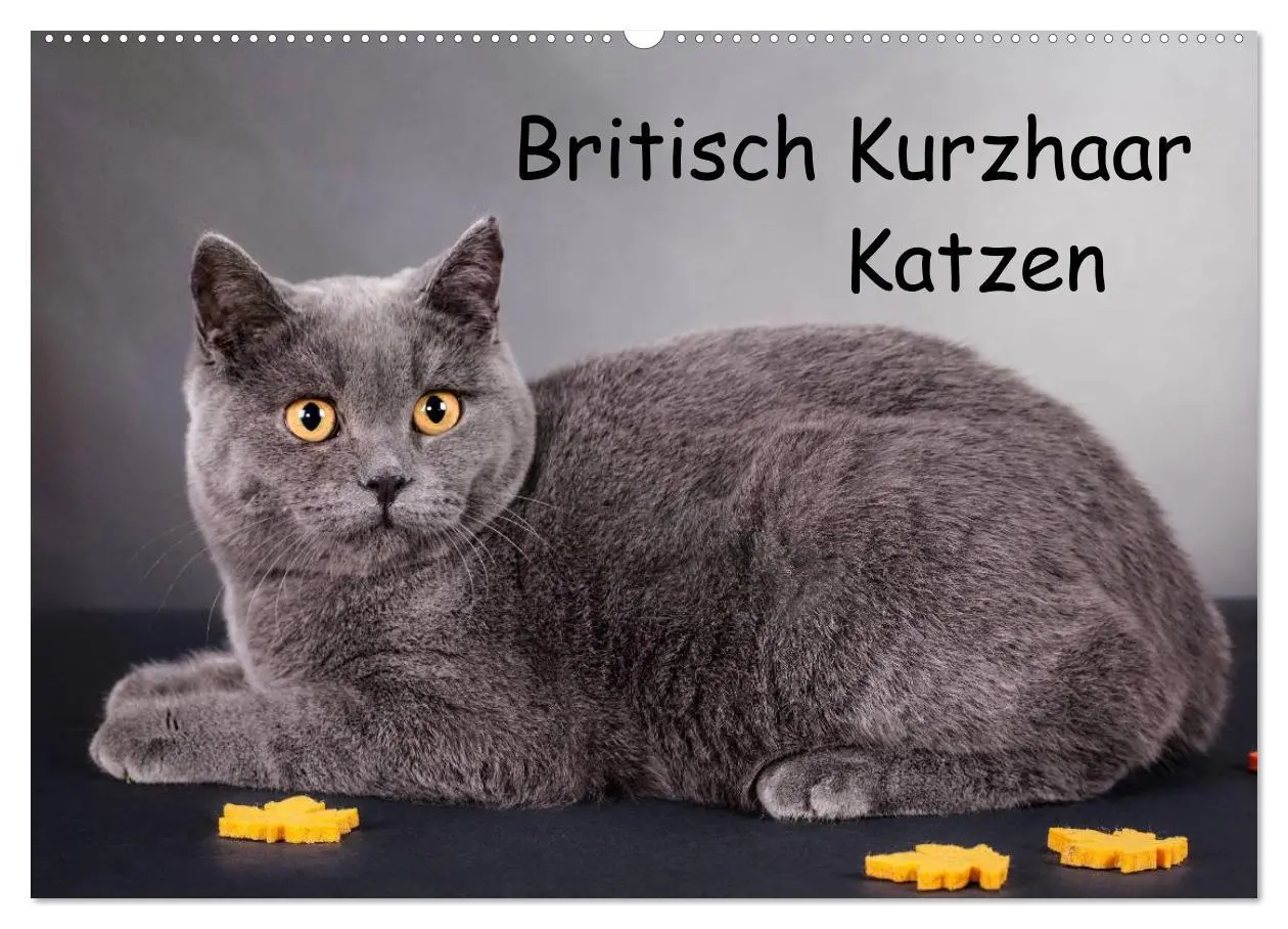 Cover: 9783516228762 | Britisch Kurzhaar Katzen (Wandkalender 2026 DIN A2 quer), CALVENDO...