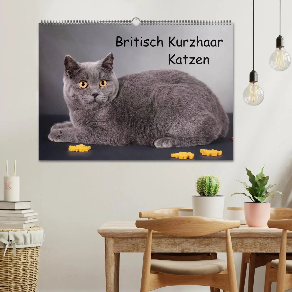 Bild: 9783516228762 | Britisch Kurzhaar Katzen (Wandkalender 2026 DIN A2 quer), CALVENDO...