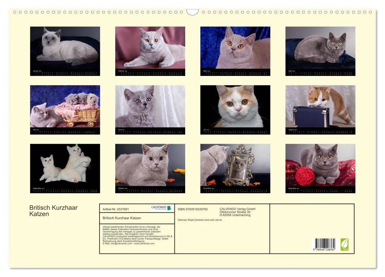 Bild: 9783516228762 | Britisch Kurzhaar Katzen (Wandkalender 2026 DIN A2 quer), CALVENDO...