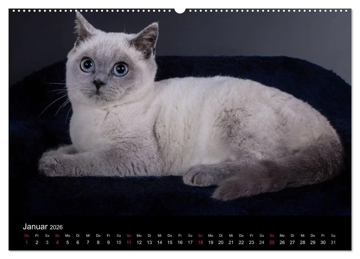 Bild: 9783516228762 | Britisch Kurzhaar Katzen (Wandkalender 2026 DIN A2 quer), CALVENDO...