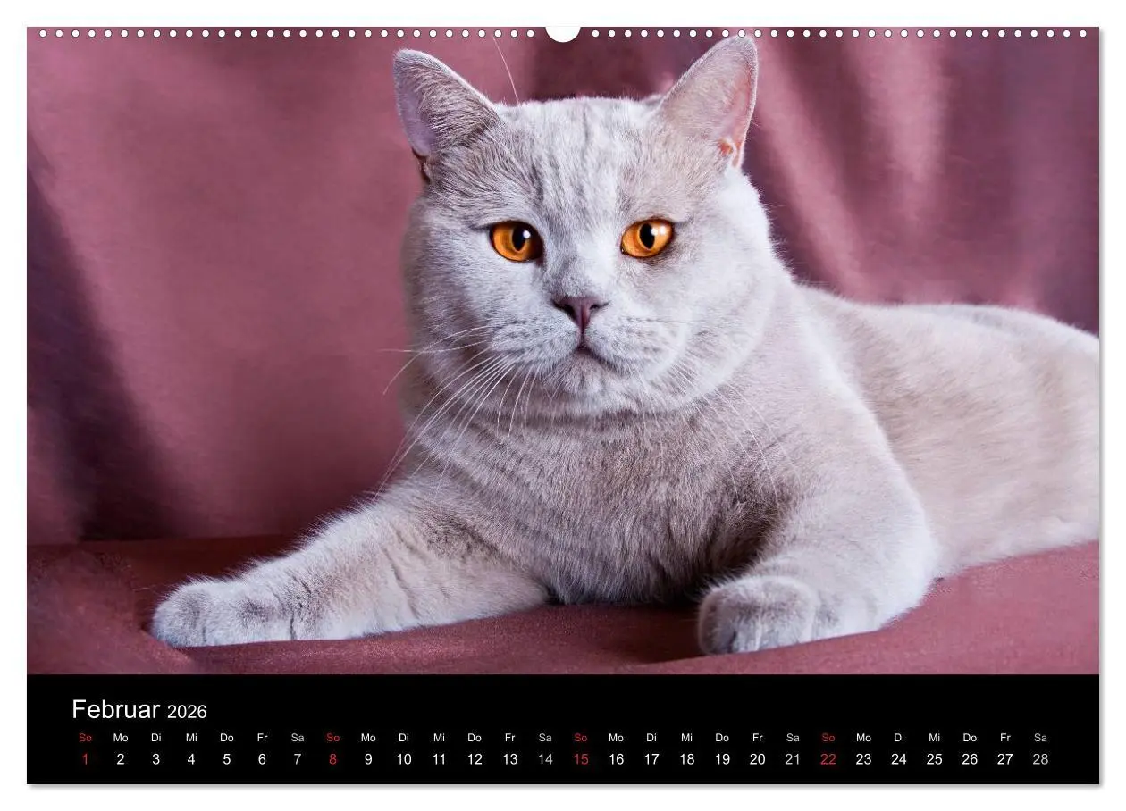 Bild: 9783516228762 | Britisch Kurzhaar Katzen (Wandkalender 2026 DIN A2 quer), CALVENDO...