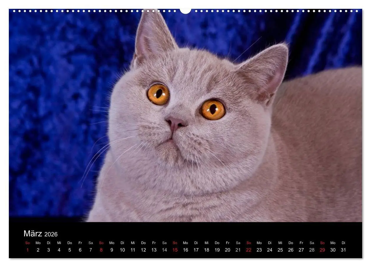 Bild: 9783516228762 | Britisch Kurzhaar Katzen (Wandkalender 2026 DIN A2 quer), CALVENDO...