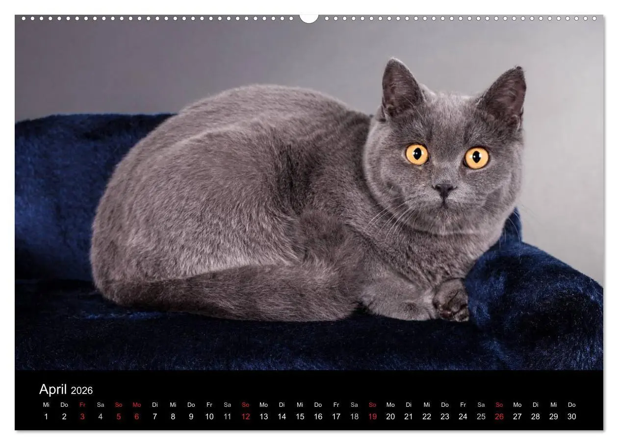 Bild: 9783516228762 | Britisch Kurzhaar Katzen (Wandkalender 2026 DIN A2 quer), CALVENDO...