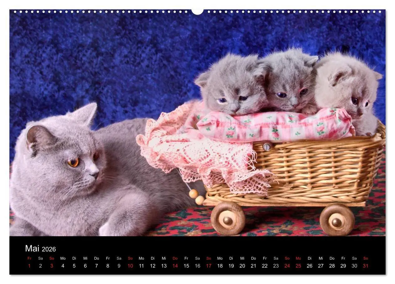 Bild: 9783516228762 | Britisch Kurzhaar Katzen (Wandkalender 2026 DIN A2 quer), CALVENDO...