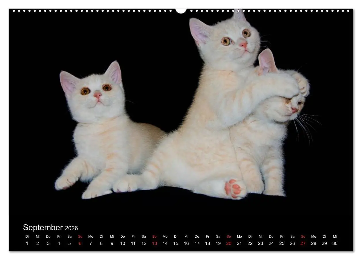 Bild: 9783516228762 | Britisch Kurzhaar Katzen (Wandkalender 2026 DIN A2 quer), CALVENDO...
