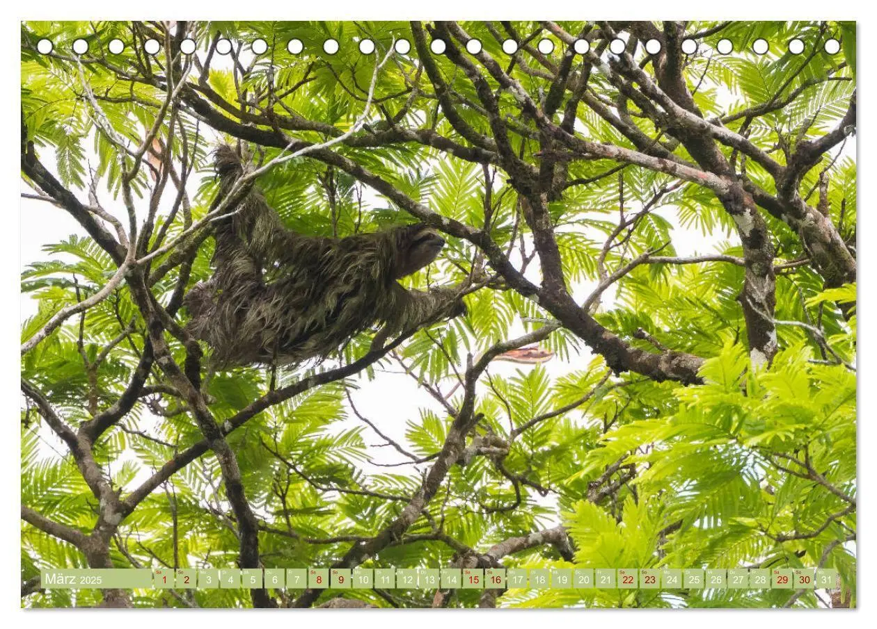 Bild: 9783435348862 | Farbenfrohes Costa Rica (Tischkalender 2025 DIN A5 quer), CALVENDO...