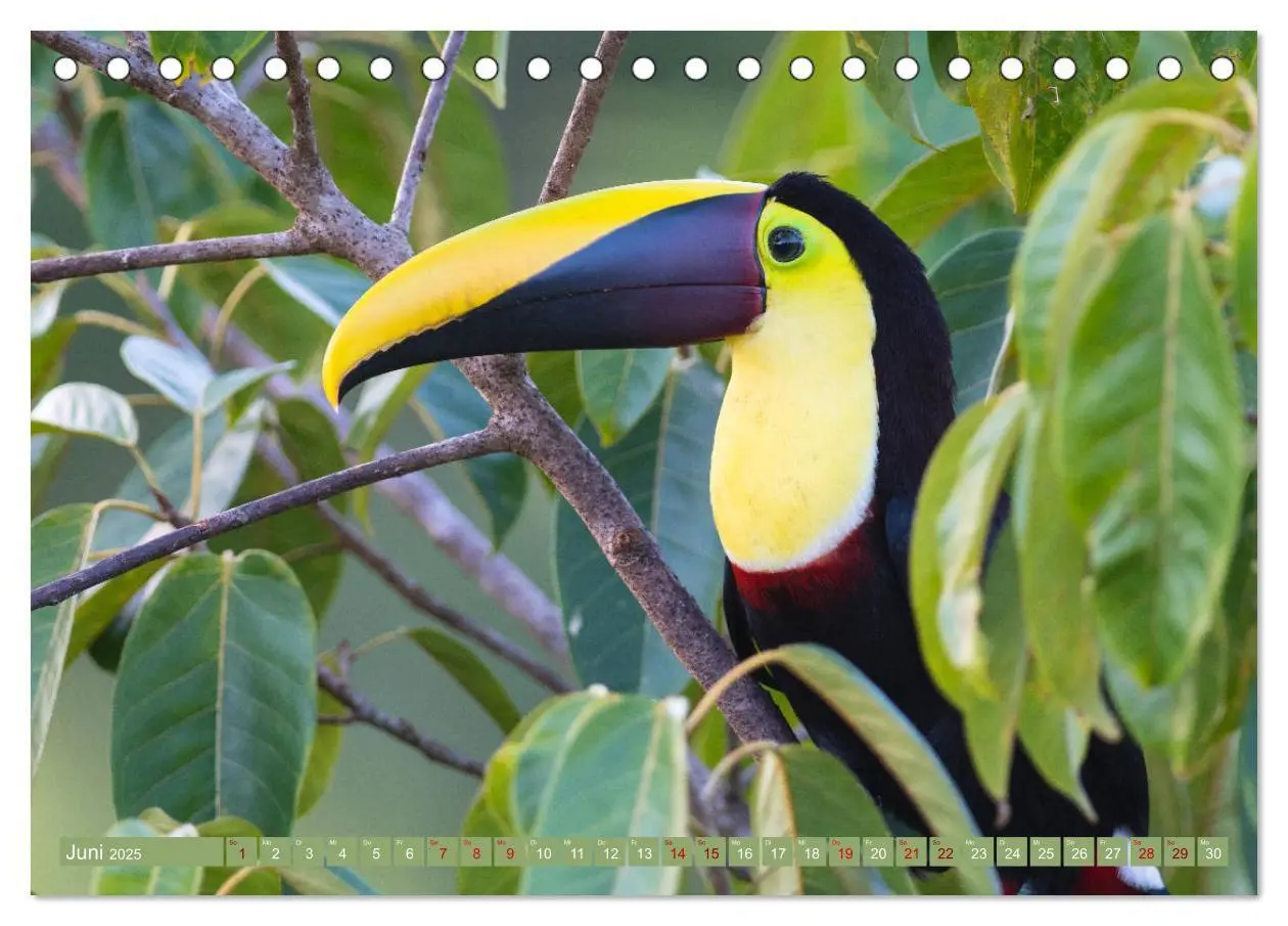 Bild: 9783435348862 | Farbenfrohes Costa Rica (Tischkalender 2025 DIN A5 quer), CALVENDO...