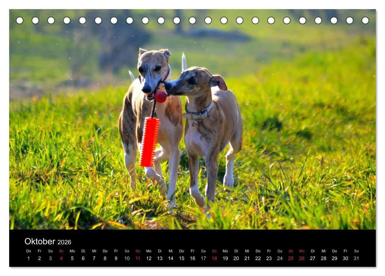Bild: 9783516078862 | Whippets in Aktion (Tischkalender 2026 DIN A5 quer), CALVENDO...