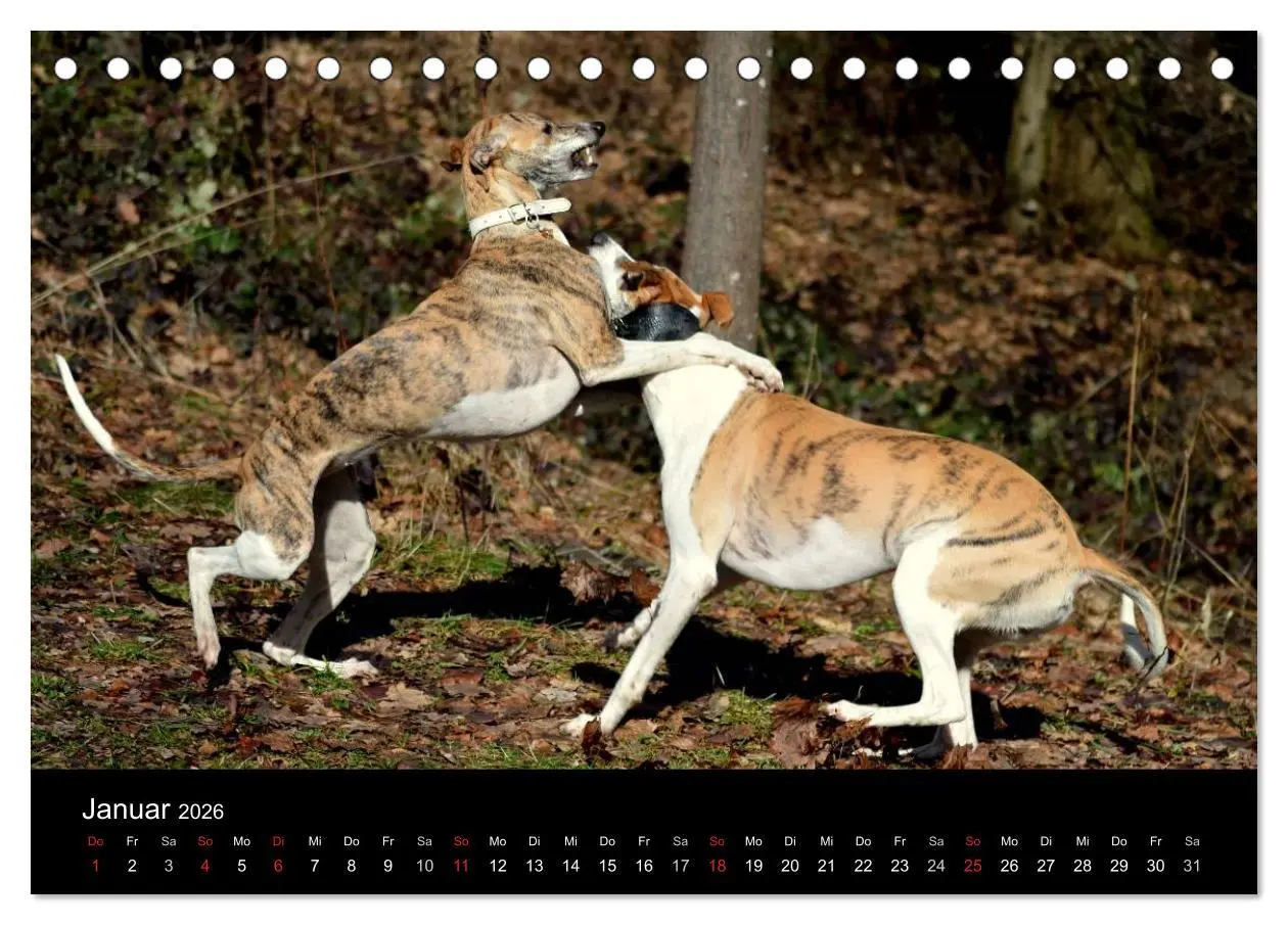 Bild: 9783516078862 | Whippets in Aktion (Tischkalender 2026 DIN A5 quer), CALVENDO...