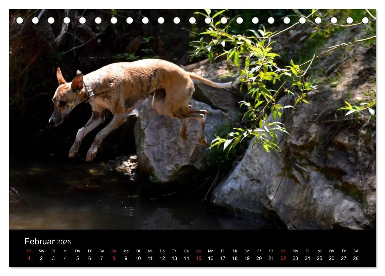 Bild: 9783516078862 | Whippets in Aktion (Tischkalender 2026 DIN A5 quer), CALVENDO...