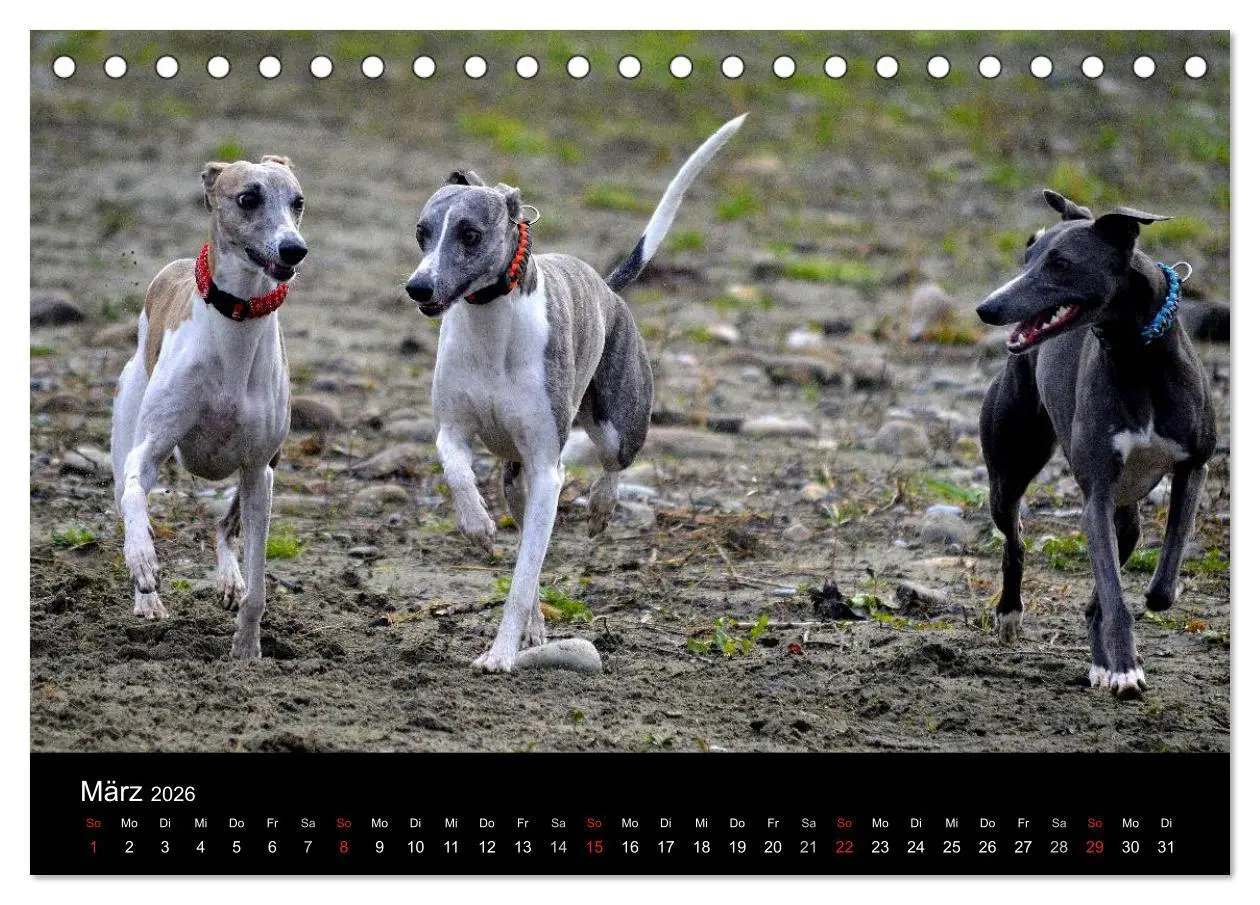 Bild: 9783516078862 | Whippets in Aktion (Tischkalender 2026 DIN A5 quer), CALVENDO...