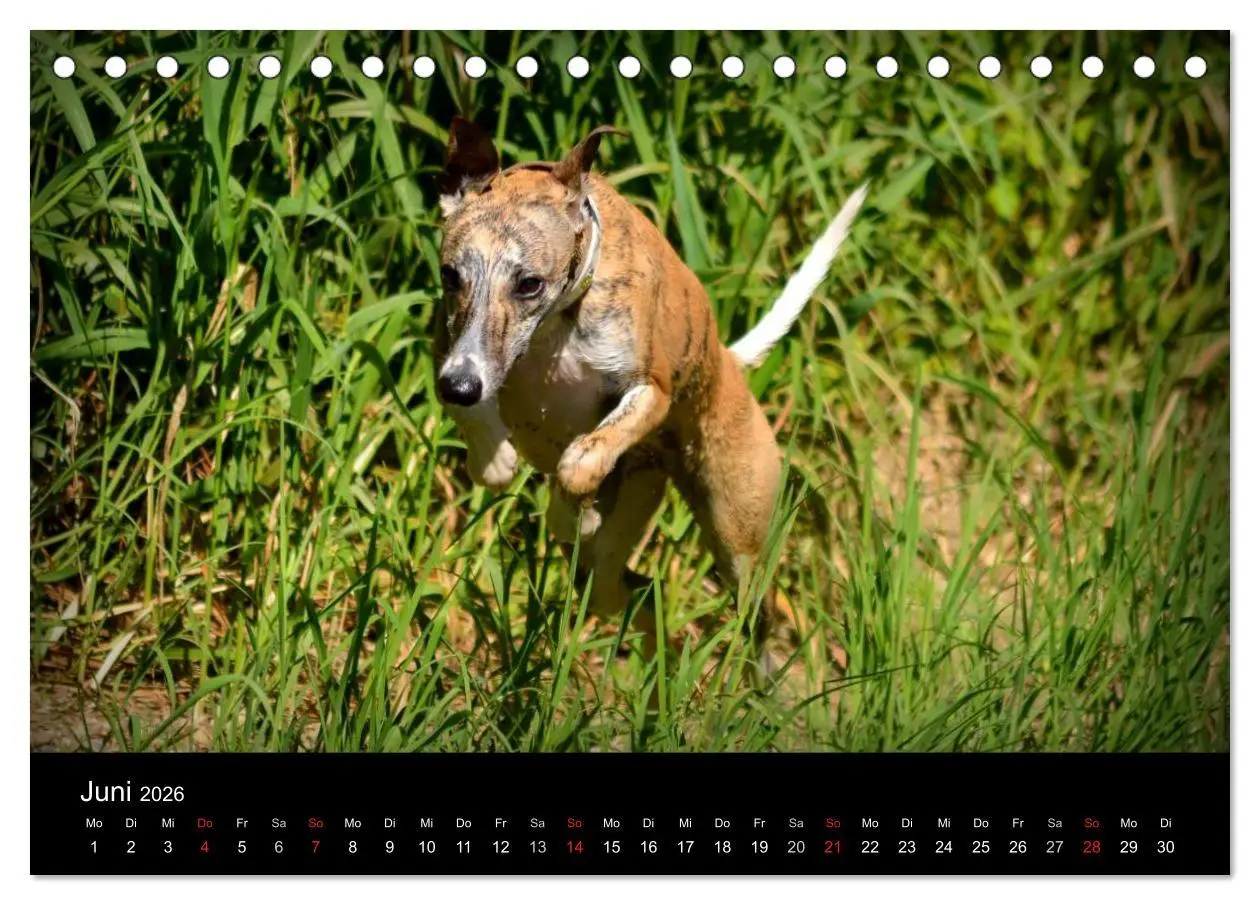 Bild: 9783516078862 | Whippets in Aktion (Tischkalender 2026 DIN A5 quer), CALVENDO...