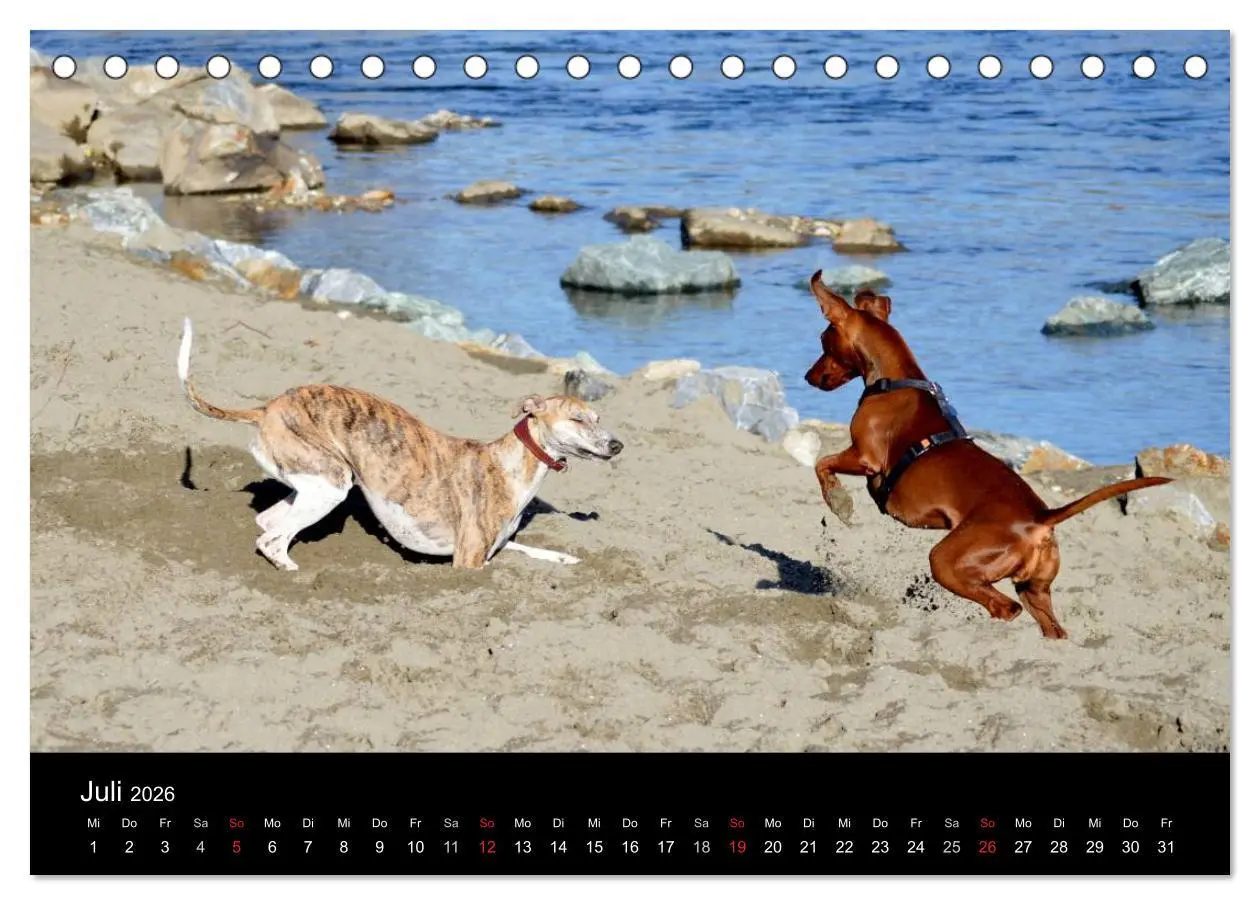 Bild: 9783516078862 | Whippets in Aktion (Tischkalender 2026 DIN A5 quer), CALVENDO...
