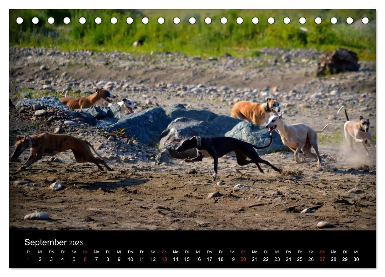 Bild: 9783516078862 | Whippets in Aktion (Tischkalender 2026 DIN A5 quer), CALVENDO...