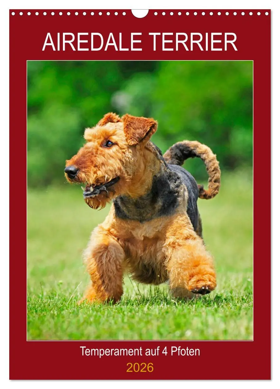 Cover: 9783516388862 | Airedale Terrier - Temperament auf 4 Pfoten (Wandkalender 2026 DIN...