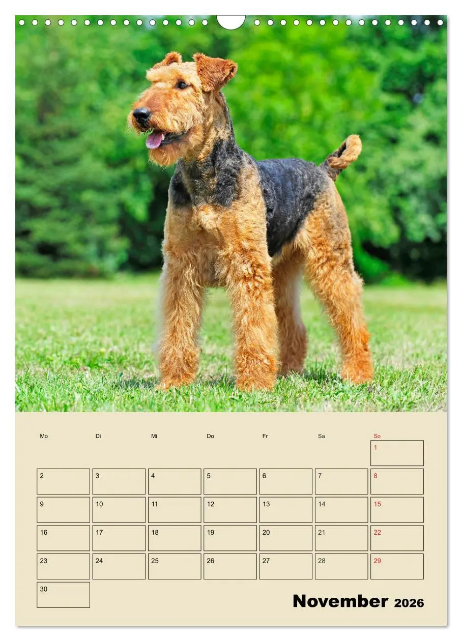 Bild: 9783516388862 | Airedale Terrier - Temperament auf 4 Pfoten (Wandkalender 2026 DIN...