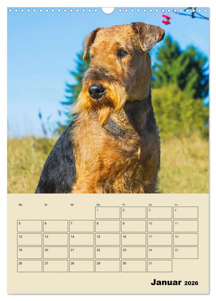 Bild: 9783516388862 | Airedale Terrier - Temperament auf 4 Pfoten (Wandkalender 2026 DIN...