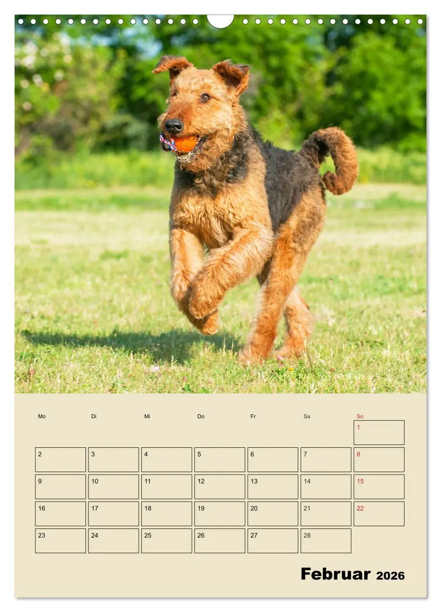Bild: 9783516388862 | Airedale Terrier - Temperament auf 4 Pfoten (Wandkalender 2026 DIN...