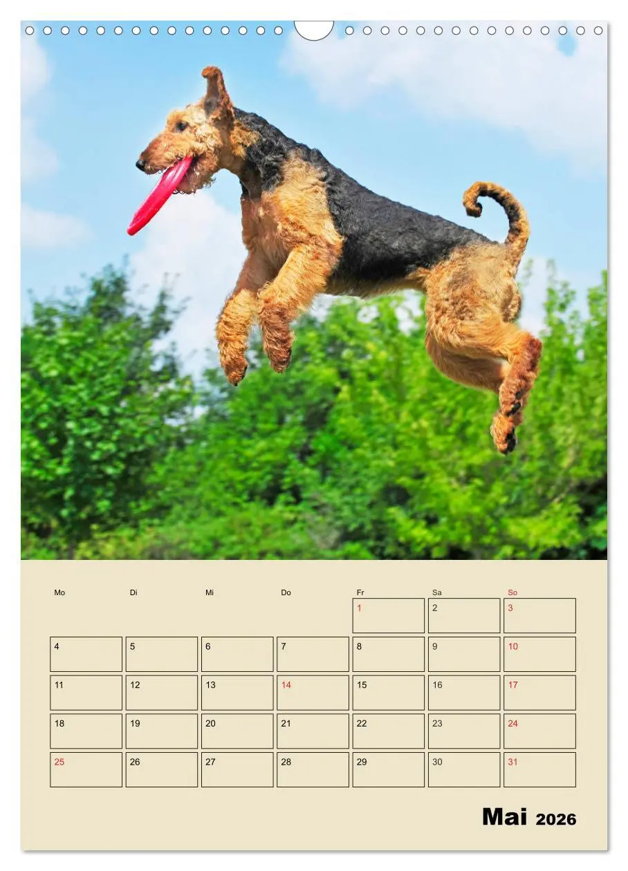 Bild: 9783516388862 | Airedale Terrier - Temperament auf 4 Pfoten (Wandkalender 2026 DIN...