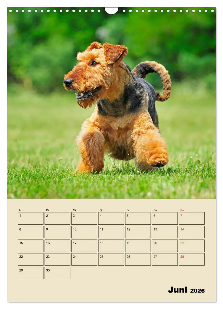 Bild: 9783516388862 | Airedale Terrier - Temperament auf 4 Pfoten (Wandkalender 2026 DIN...