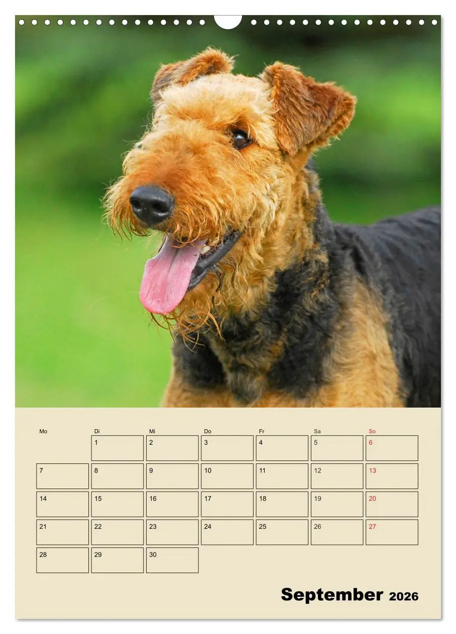 Bild: 9783516388862 | Airedale Terrier - Temperament auf 4 Pfoten (Wandkalender 2026 DIN...