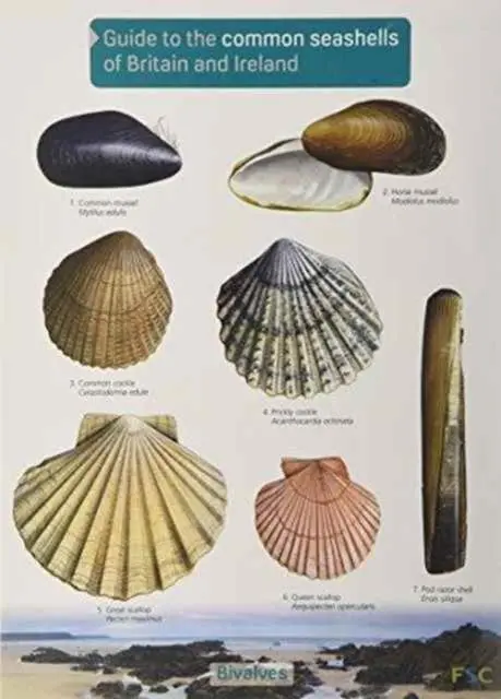 Cover: 9781908819062 | Guide to the Common Seashells of Britain and Ireland | Council | 2013