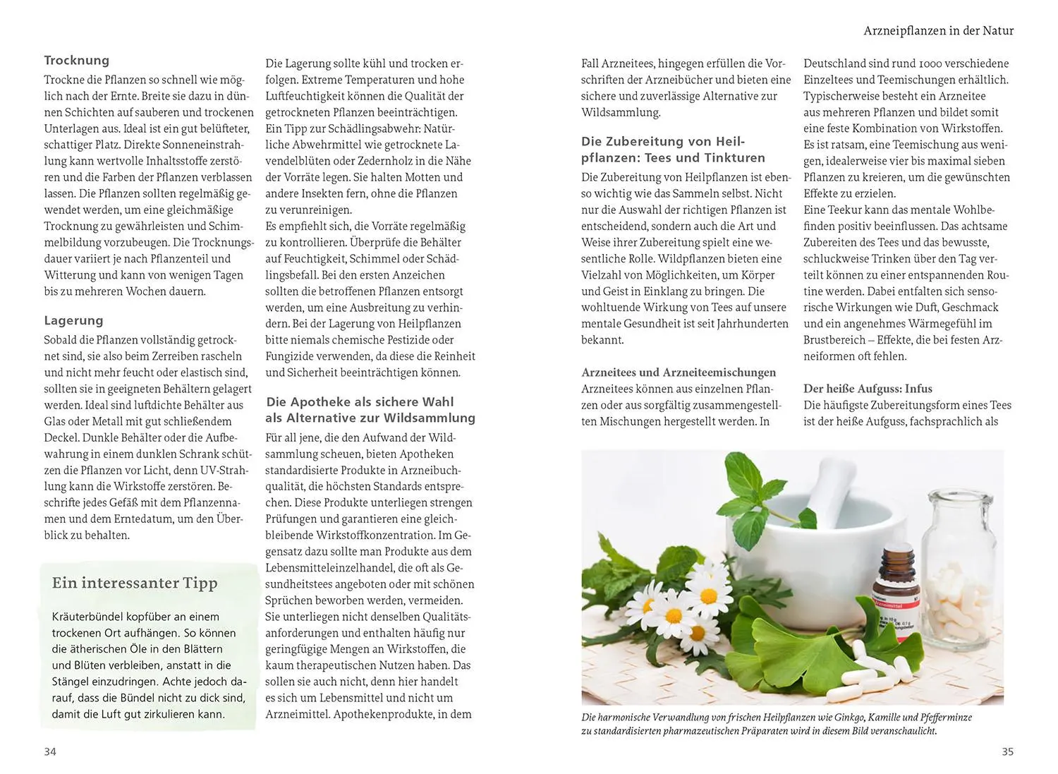 Bild: 9783440179062 | Wildpflanzen für die mentale Gesundheit | Phil Käding | Taschenbuch