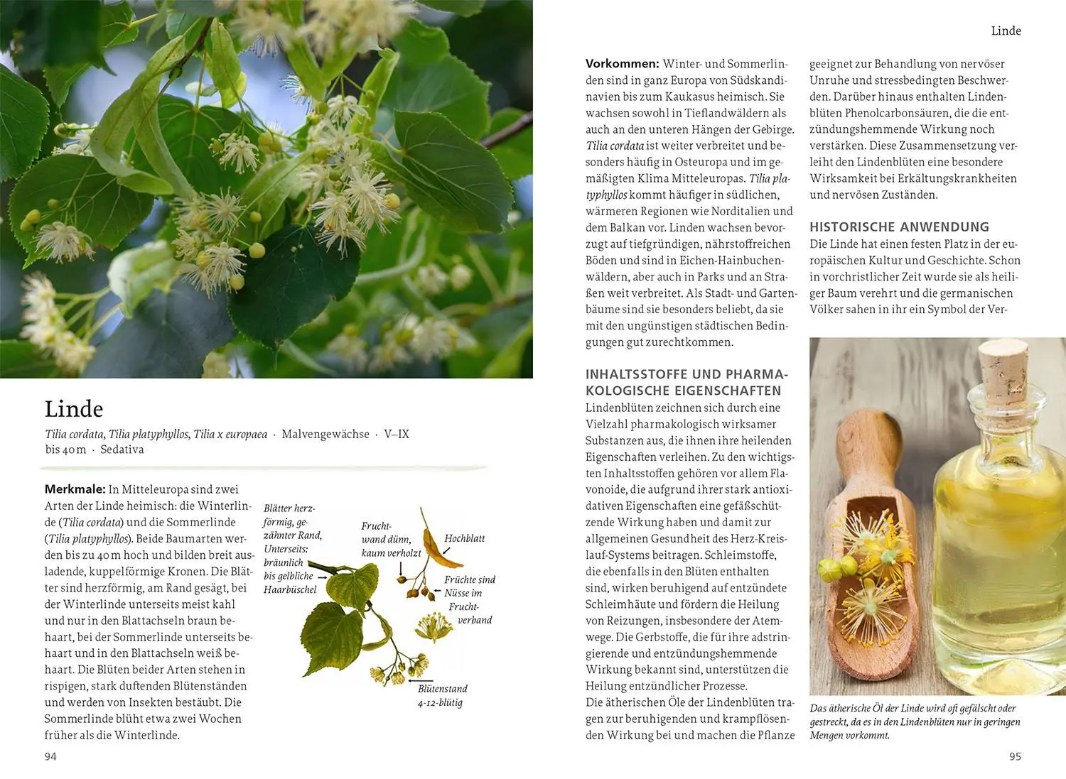 Bild: 9783440179062 | Wildpflanzen für die mentale Gesundheit | Phil Käding | Taschenbuch