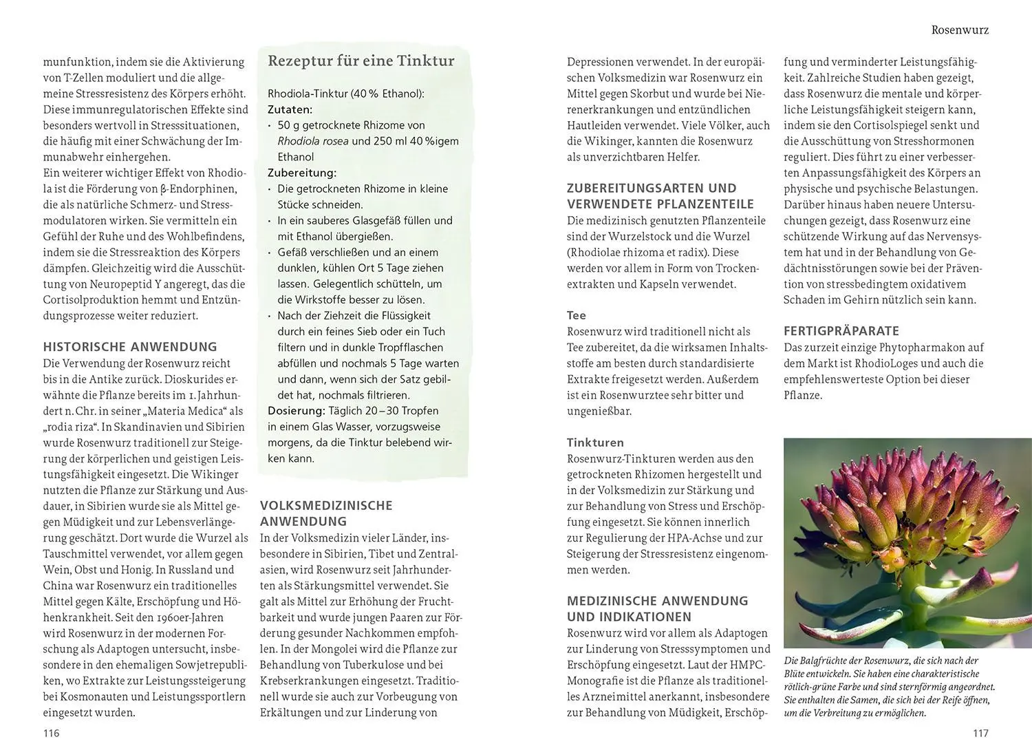 Bild: 9783440179062 | Wildpflanzen für die mentale Gesundheit | Phil Käding | Taschenbuch