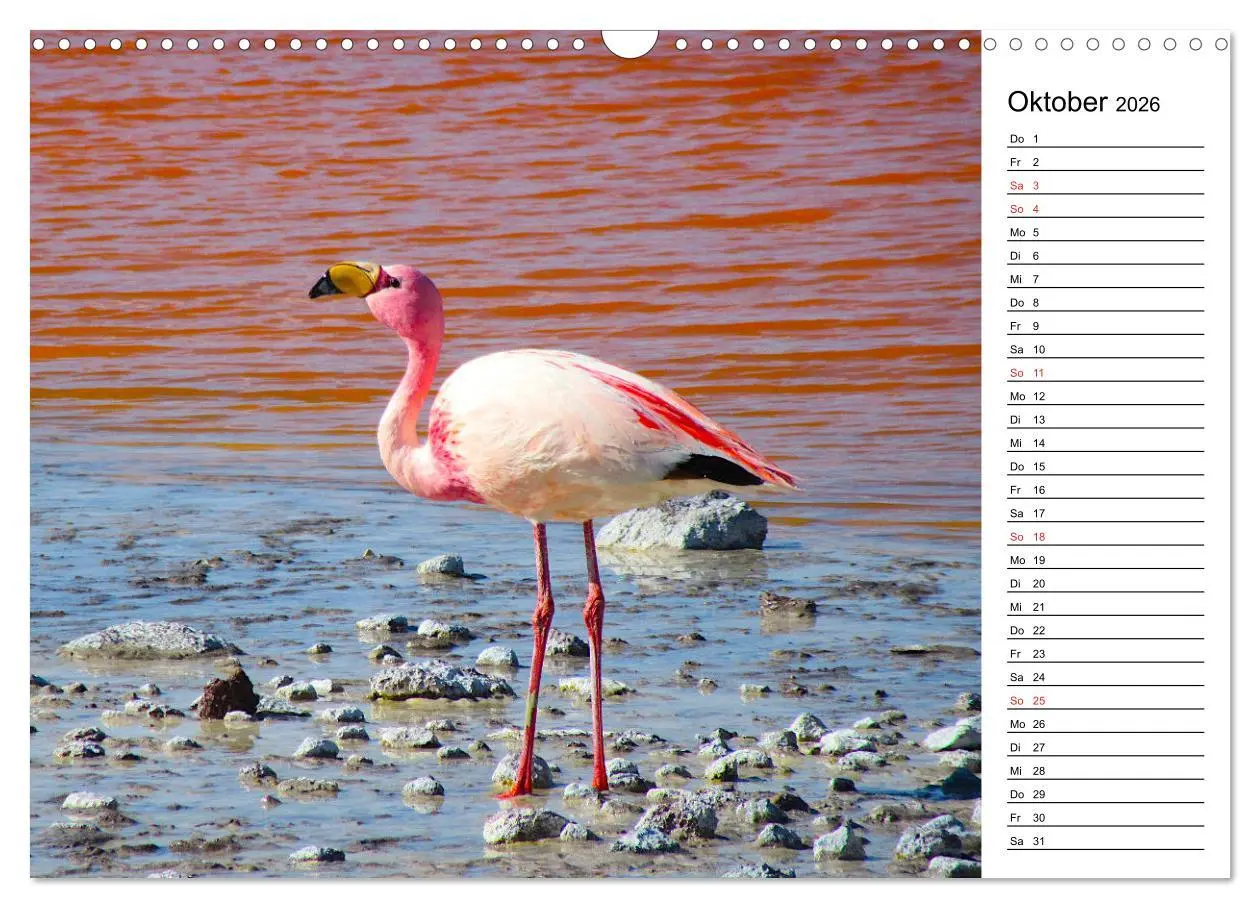 Bild: 9783457629062 | Mein Flamingo Planer (Wandkalender 2026 DIN A3 quer), CALVENDO...