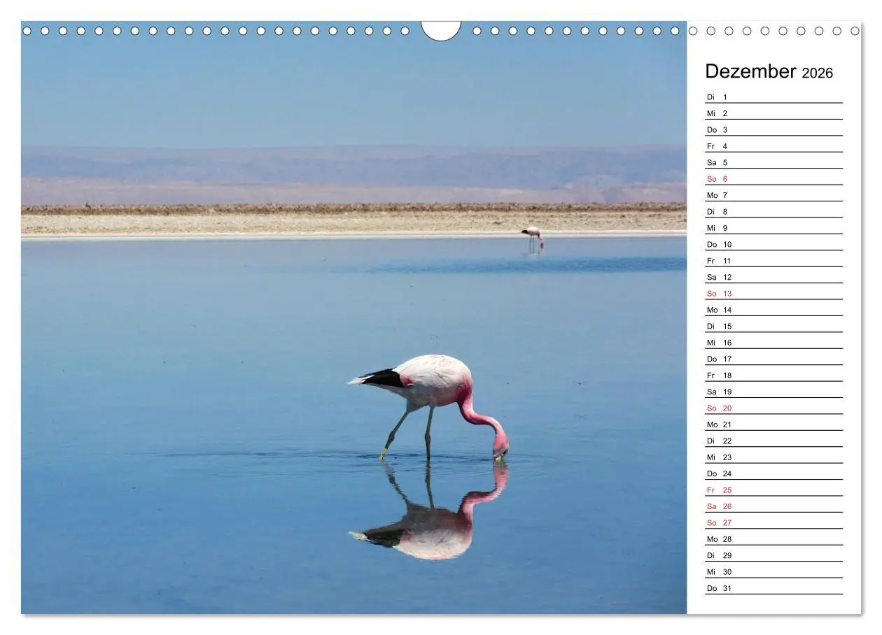 Bild: 9783457629062 | Mein Flamingo Planer (Wandkalender 2026 DIN A3 quer), CALVENDO...