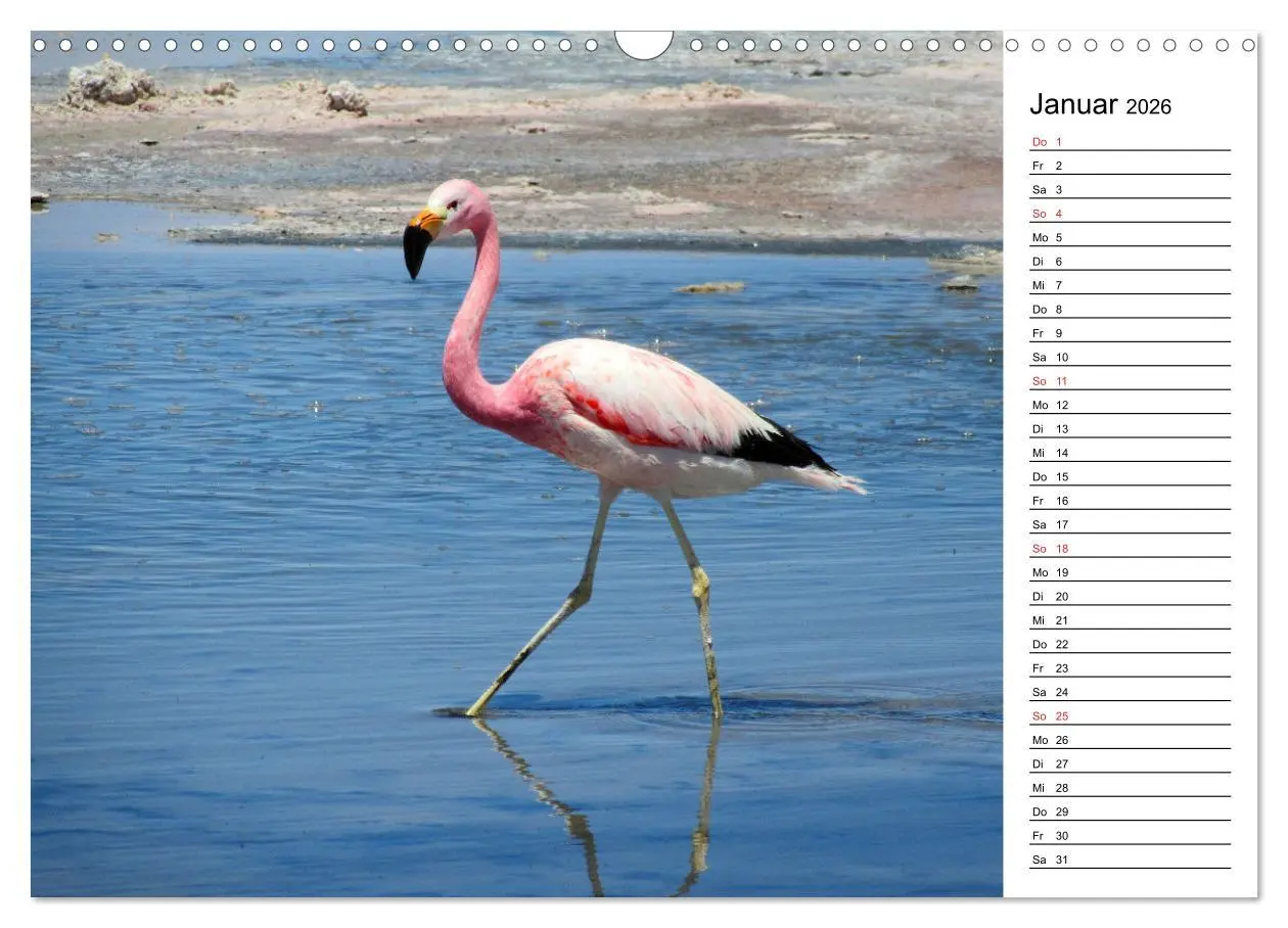 Bild: 9783457629062 | Mein Flamingo Planer (Wandkalender 2026 DIN A3 quer), CALVENDO...