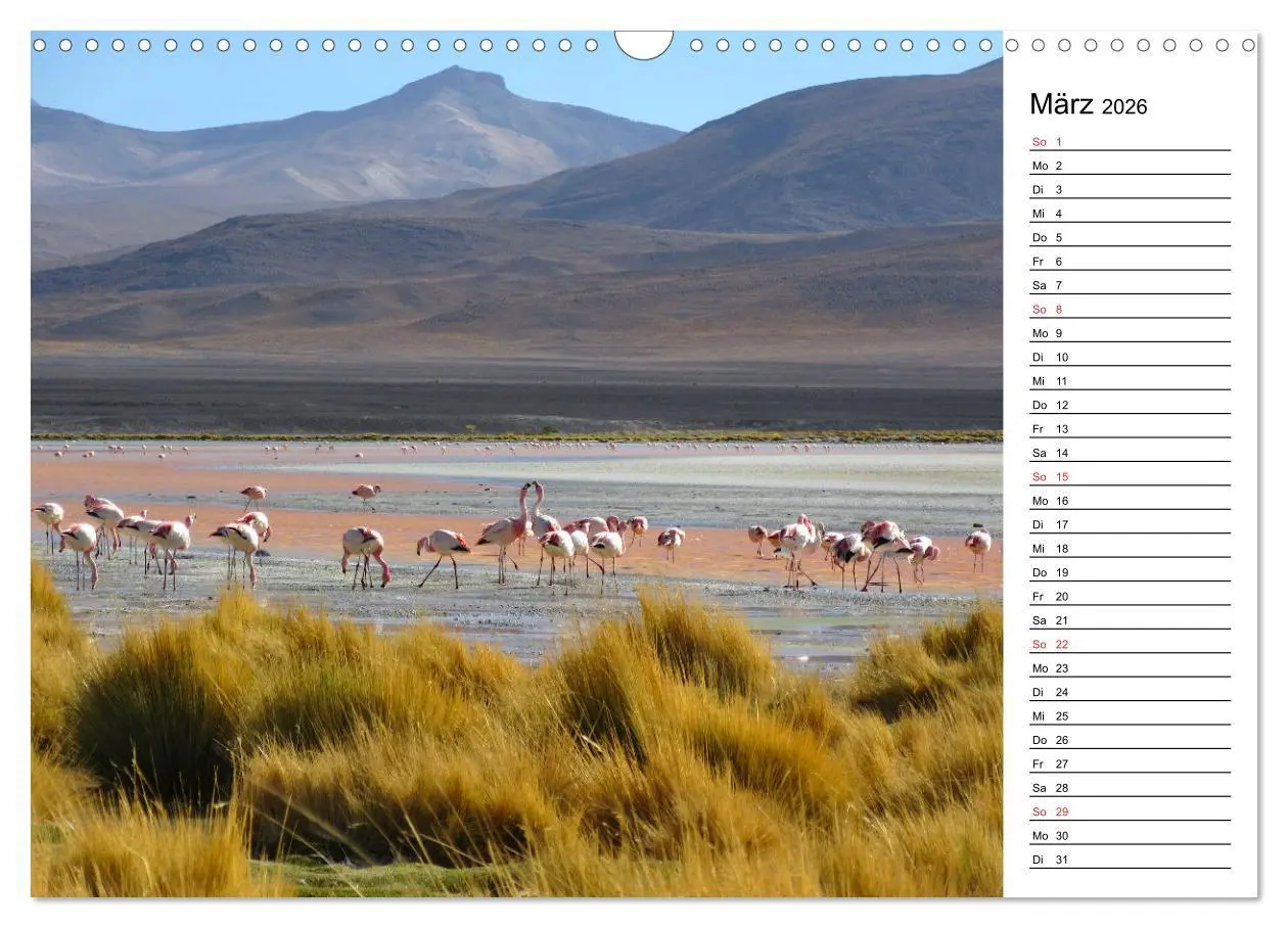 Bild: 9783457629062 | Mein Flamingo Planer (Wandkalender 2026 DIN A3 quer), CALVENDO...