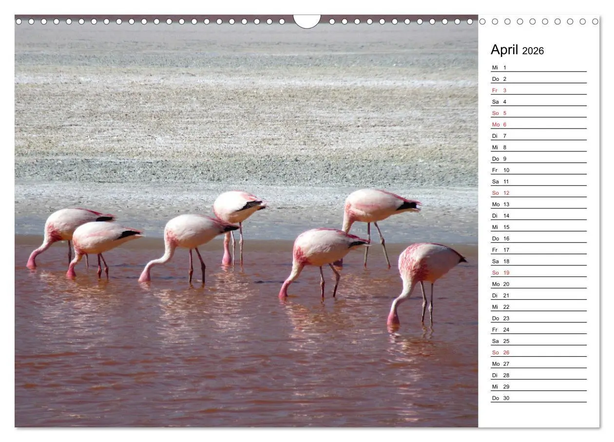 Bild: 9783457629062 | Mein Flamingo Planer (Wandkalender 2026 DIN A3 quer), CALVENDO...