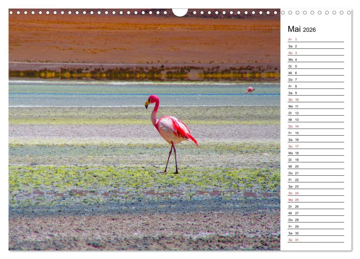 Bild: 9783457629062 | Mein Flamingo Planer (Wandkalender 2026 DIN A3 quer), CALVENDO...
