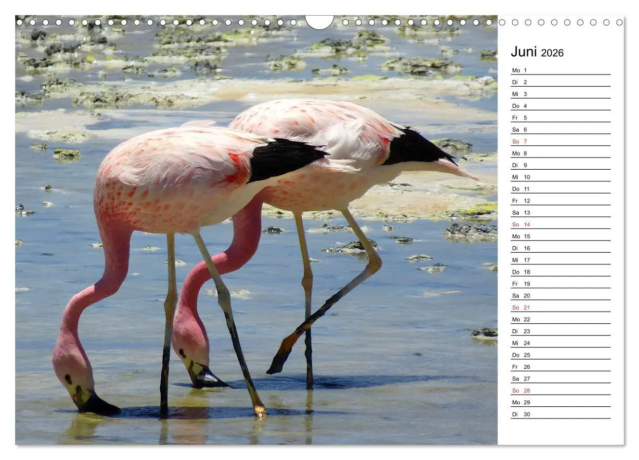 Bild: 9783457629062 | Mein Flamingo Planer (Wandkalender 2026 DIN A3 quer), CALVENDO...