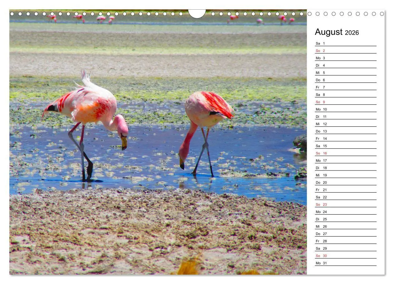 Bild: 9783457629062 | Mein Flamingo Planer (Wandkalender 2026 DIN A3 quer), CALVENDO...