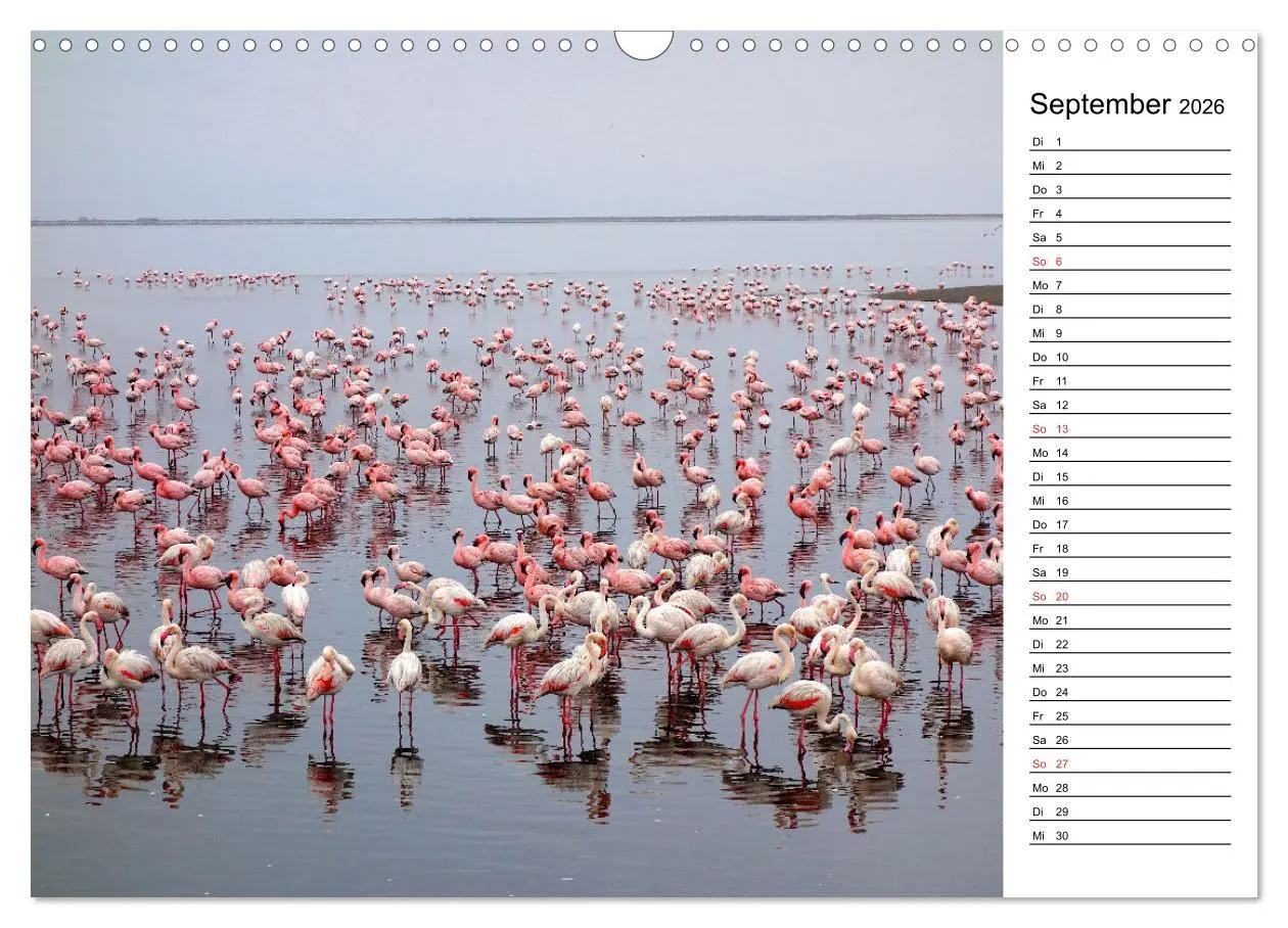 Bild: 9783457629062 | Mein Flamingo Planer (Wandkalender 2026 DIN A3 quer), CALVENDO...