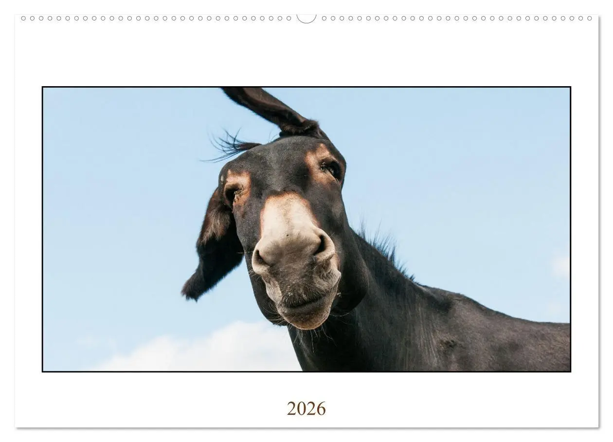 Cover: 9783457619162 | Esel Lebensfreude - Spaß mit Langohren (Wandkalender 2026 DIN A2...
