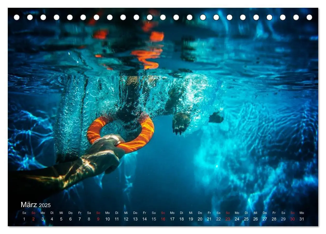 Bild: 9783435519262 | Malinois lieben Wasser (Tischkalender 2025 DIN A5 quer), CALVENDO...