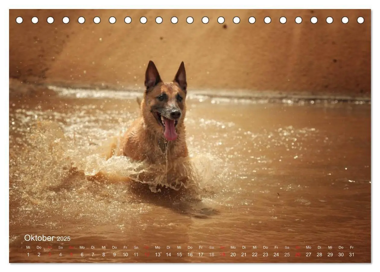 Bild: 9783435519262 | Malinois lieben Wasser (Tischkalender 2025 DIN A5 quer), CALVENDO...