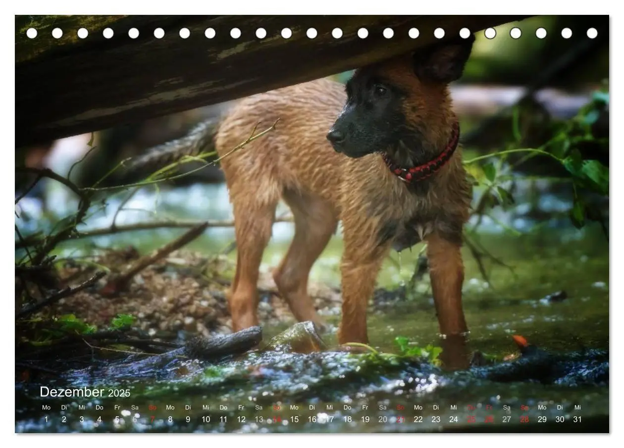 Bild: 9783435519262 | Malinois lieben Wasser (Tischkalender 2025 DIN A5 quer), CALVENDO...