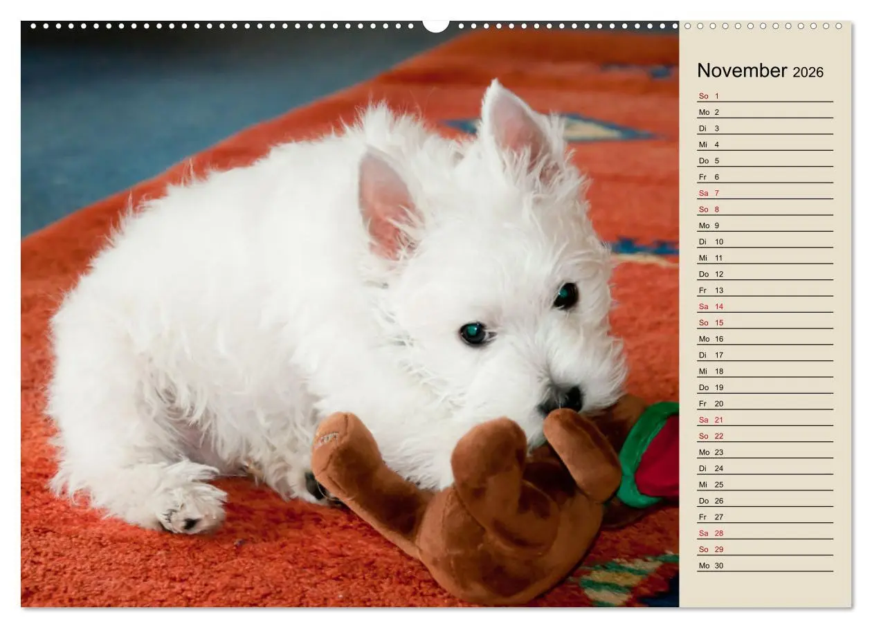 Bild: 9783457529362 | WEST HIGHLAND WHITE TERRIER - DER WESTIE - EIN HUND MIT CHARISMA...