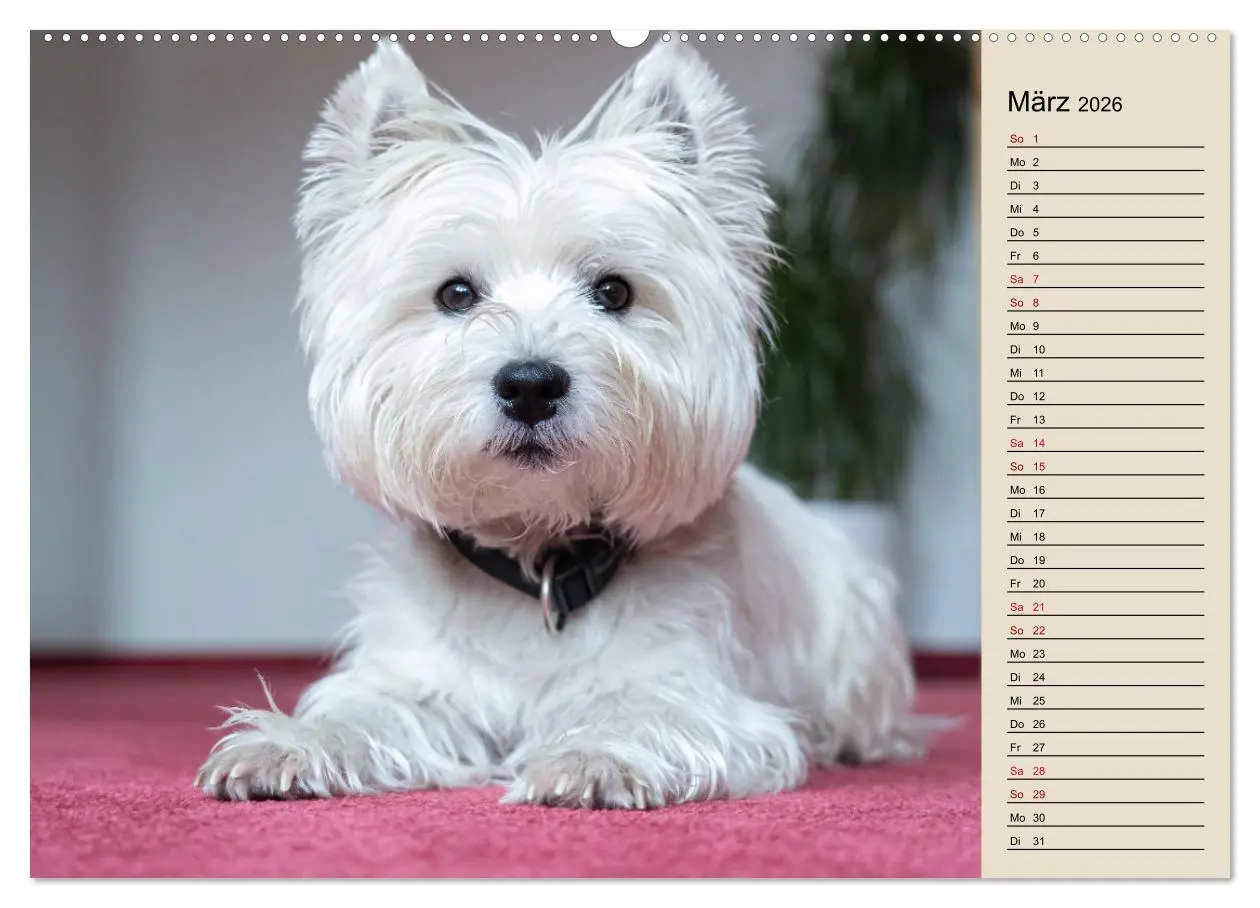 Bild: 9783457529362 | WEST HIGHLAND WHITE TERRIER - DER WESTIE - EIN HUND MIT CHARISMA...