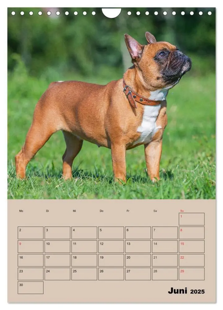 Bild: 9783435959662 | Jahresplaner Französische Bulldogge (Wandkalender 2025 DIN A4...